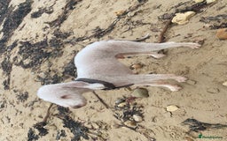 Bedlington Terrier dogs for sale: Pure Bedlington terrier puppy’s for sale £1500 - Image 11