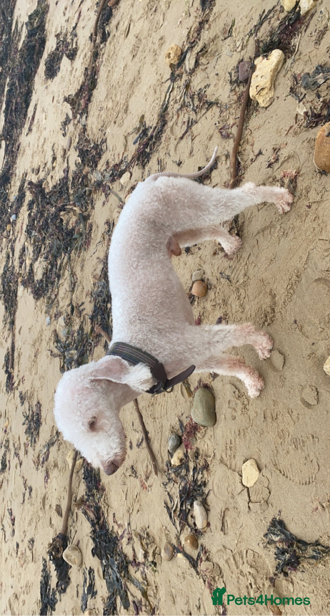 Bedlington Terrier dogs for sale: Pure Bedlington terrier puppy’s for sale £1500 - Image 11