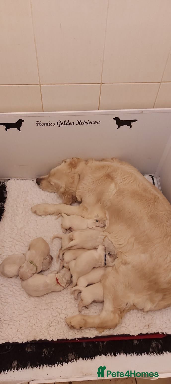 Golden Retriever dogs Newborn pedigree Golden Retriever Puppies - Advert 3