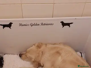 Golden Retriever dogs Champion Line Pedigree Golden Retriever Puppies - Advert 6