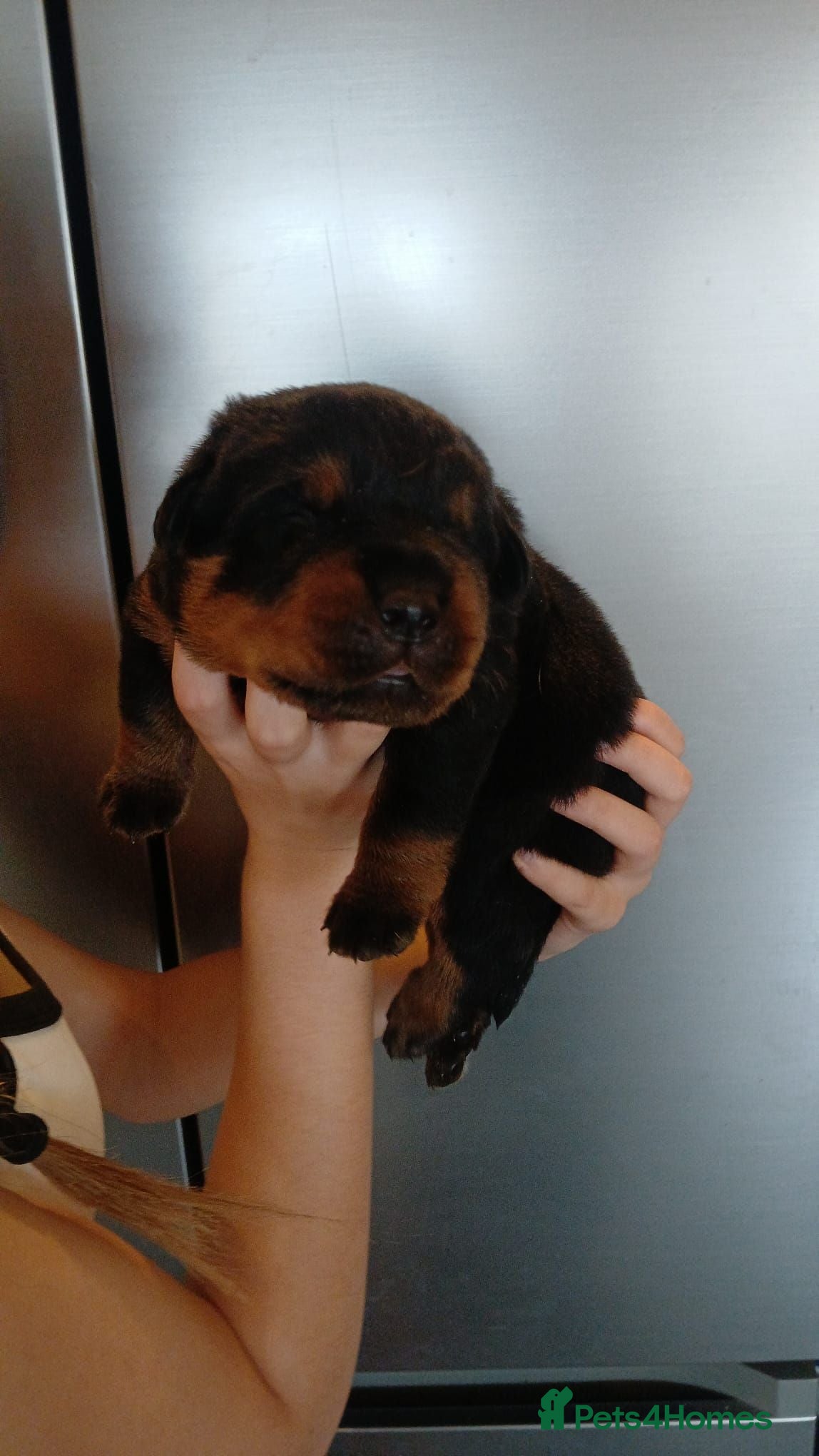 Rottweiler dogs Rottweiler puppy's  - Advert 2