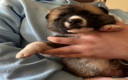 Akita dogs for sale:  ⭐ READY NOW adorable chunky A/AKITAS - Image 2