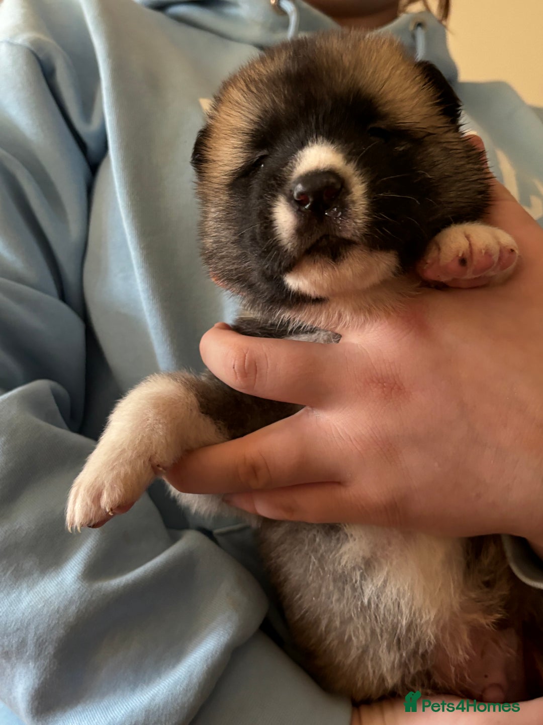 Akita dogs for sale:  ⭐ READY NOW adorable chunky A/AKITAS - Image 2