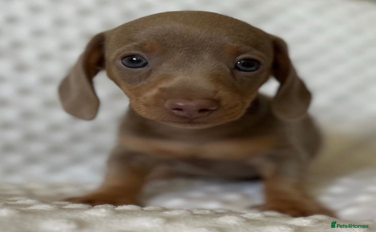 Miniature Dachshund dogs - Advert 10