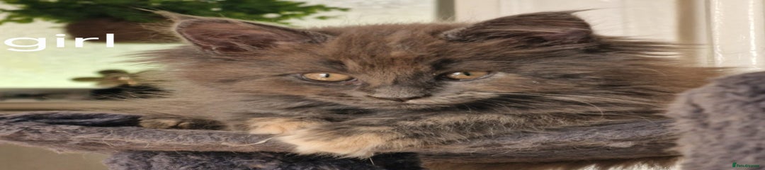 Maine Coon Kitten 2