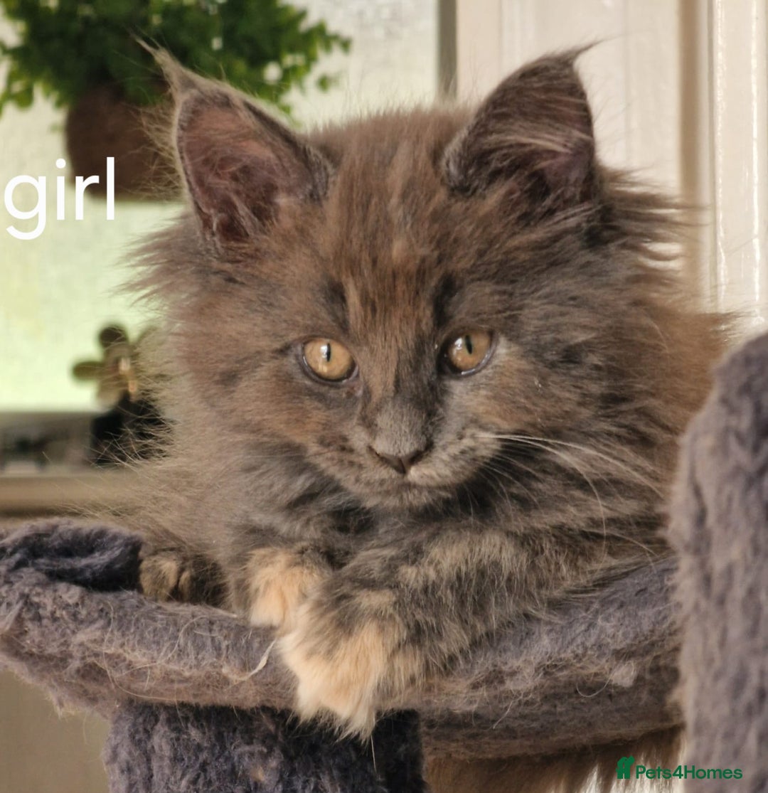 Maine Coon cats for sale: Beautiful Maine coon kittens  - Image 5