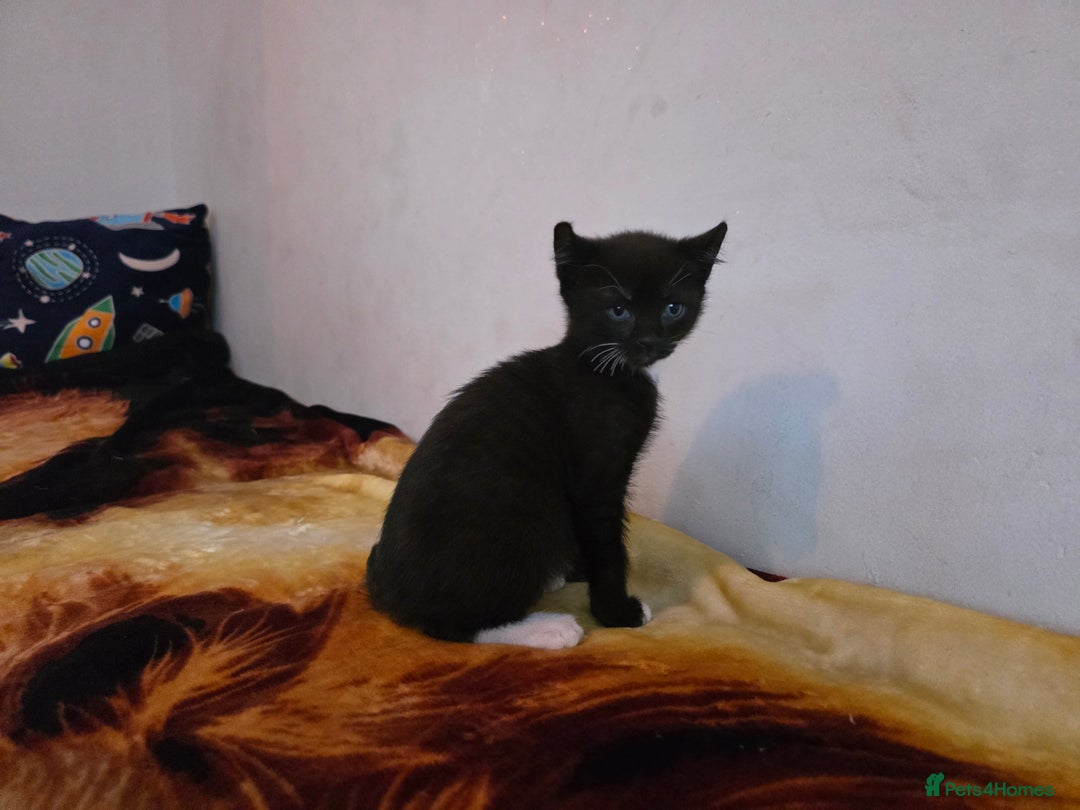 Mixed Breed cats for sale: Adorable Male Kitten – Sphynx x Devon Rex Cross - Advert 5