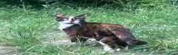 Domestic Shorthair cats for sale: Little kitties for Sale  - Advert 1