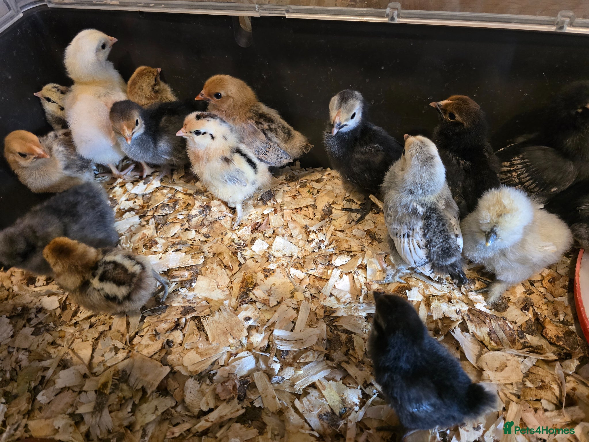 Chickens poultry Week old chicks - Advert 1