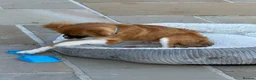 Mixed Breed dogs for sale: Beau  in Llanelli - Advert 4