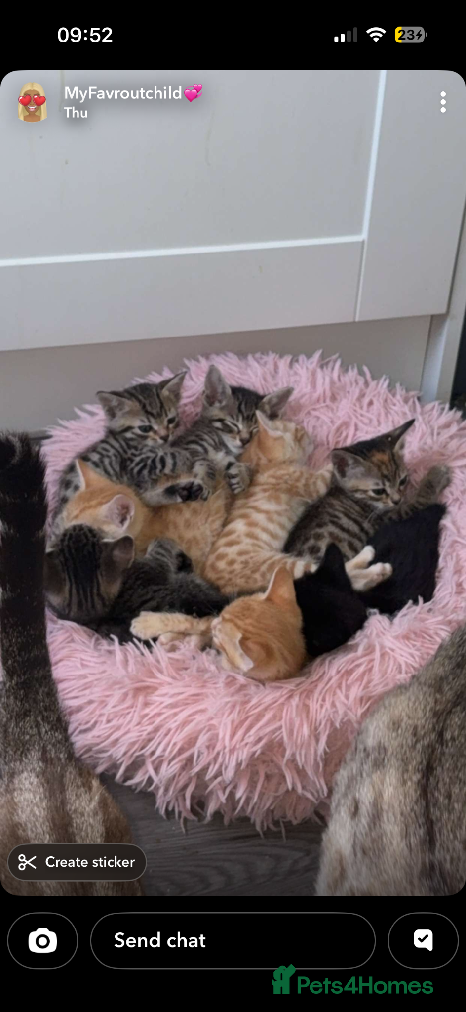Bengal cats Mixed bengal kittens - ready 19/6/26 - Advert 2