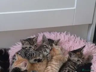 Bengal cats Mixed bengal kittens - ready 19/6/26 - Advert 2