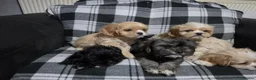 Cava Tzu dogs for sale: Cava Tzu pups - Advert 4