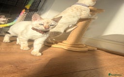 Bengal cats for sale: Blue Eyed Snow Lynx Kittens  - Image 15