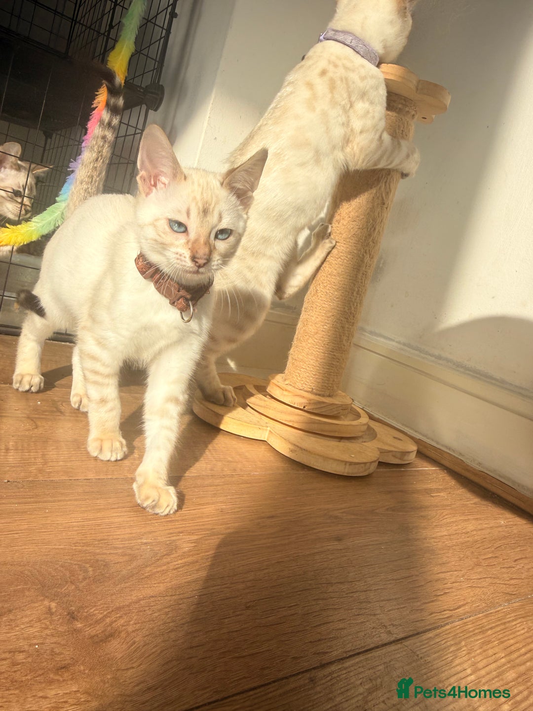 Bengal cats for sale: Blue Eyed Snow Lynx Kittens  - Image 15