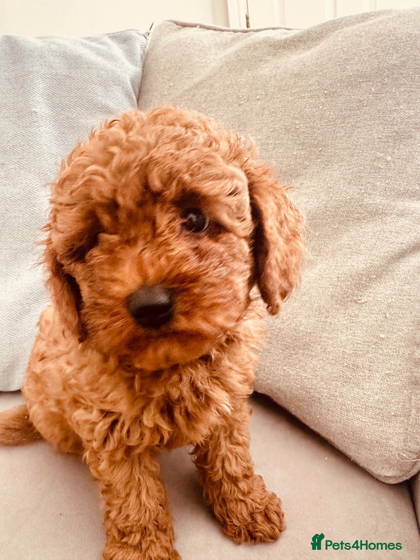 Cavapoo dogs Stunning  boy health tested Cavapoo puppies  - Advert 2