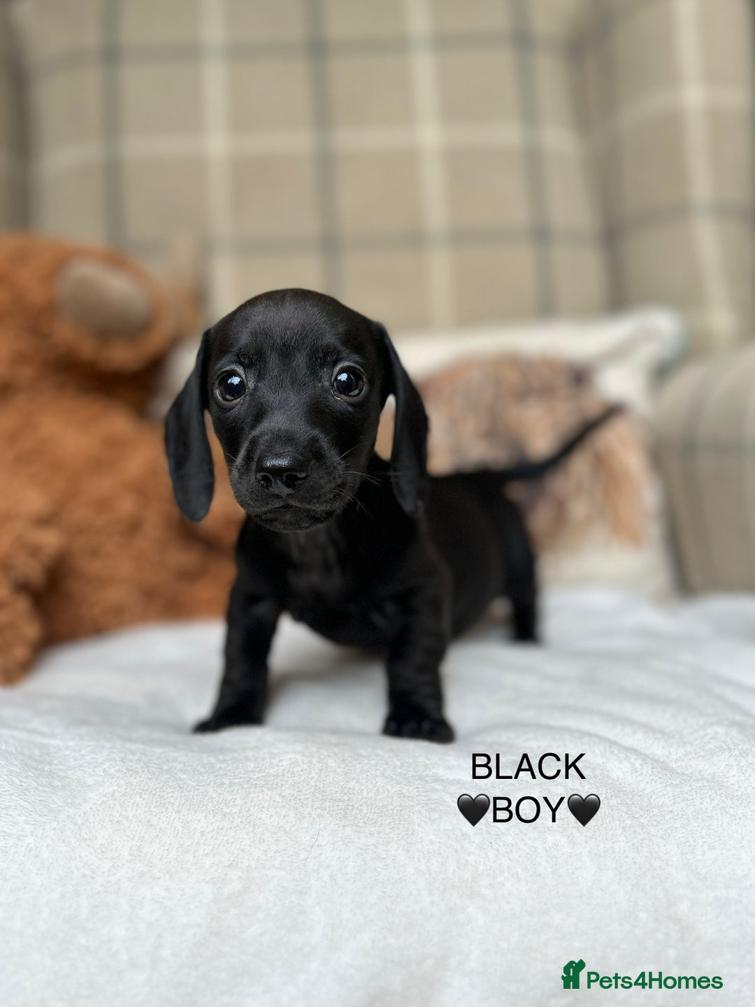 Miniature Dachshund dogs for sale: ❤️MINIATURE DACHSHUNDS❤️ - Image 12