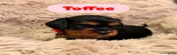 Cavalier King Charles Spaniel dogs for sale: 5 Beautiful Cavalier Puppies  in Stockport - Advert 6