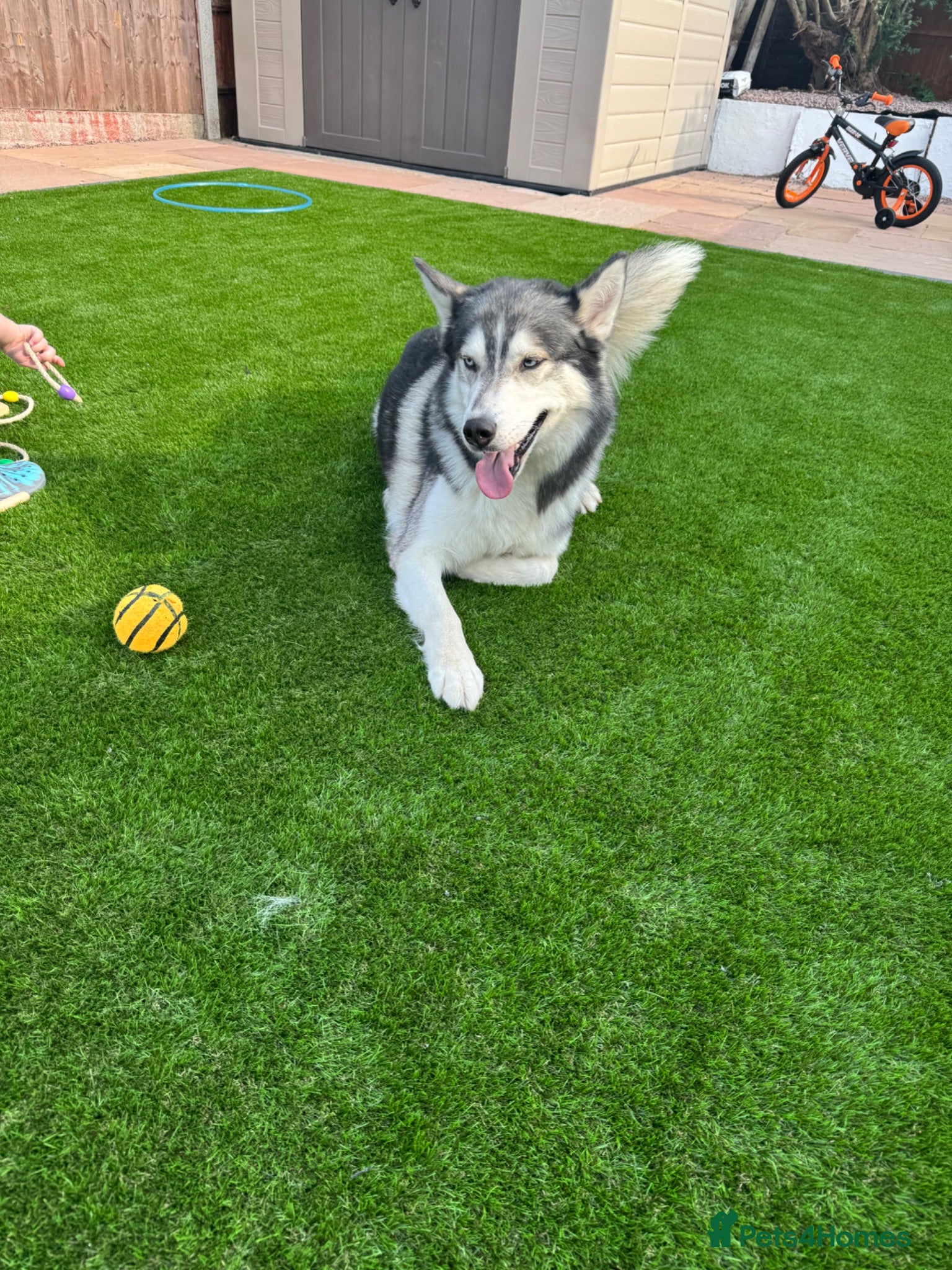 Siberian Husky dogs PROVEN KC Registered Siberian Husky Stud ONLY - Advert 7