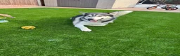 Siberian Husky dogs for stud: PROVEN KC Registered Siberian Husky Stud ONLY - Advert 1