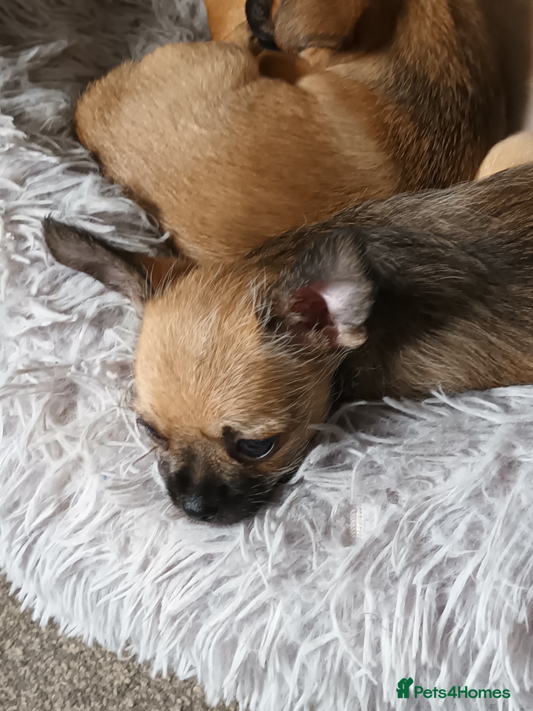 Chihuahua dogs for sale: Adorable 8 weeks old Chihuahua puppies  - Image 3