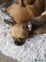 Chihuahua dogs - Advert 4