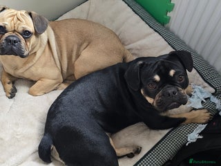 Frug dogs ✨ Rehoming 2 Lovely Dogs, You Can Adopt 1 or both - Advert 1