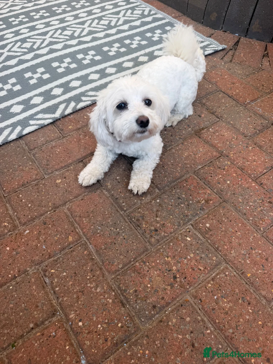 Bichon Frise dogs for sale: Bichon Maltese  - Advert 3