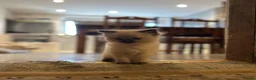 Ragdoll cats for sale: Chocolate point and blue pointed lynx ragdolls - Advert 4