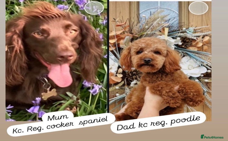 Cockapoo dogs - Advert 16