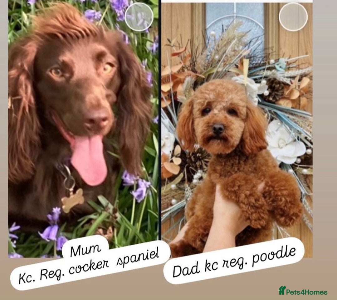 Cockapoo dogs for sale: Beautiful F1 Cockapoo girl - Image 1