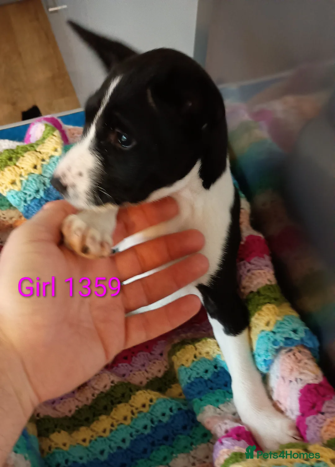 Basenji dogs for sale: Top quality lines pedigree Basenji pups.Ready now. - Advert 12