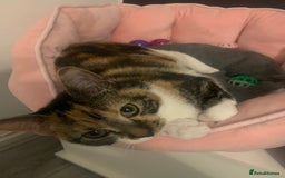 Domestic Shorthair cats for sale: 6 Month Old Female Kitten - Image 2