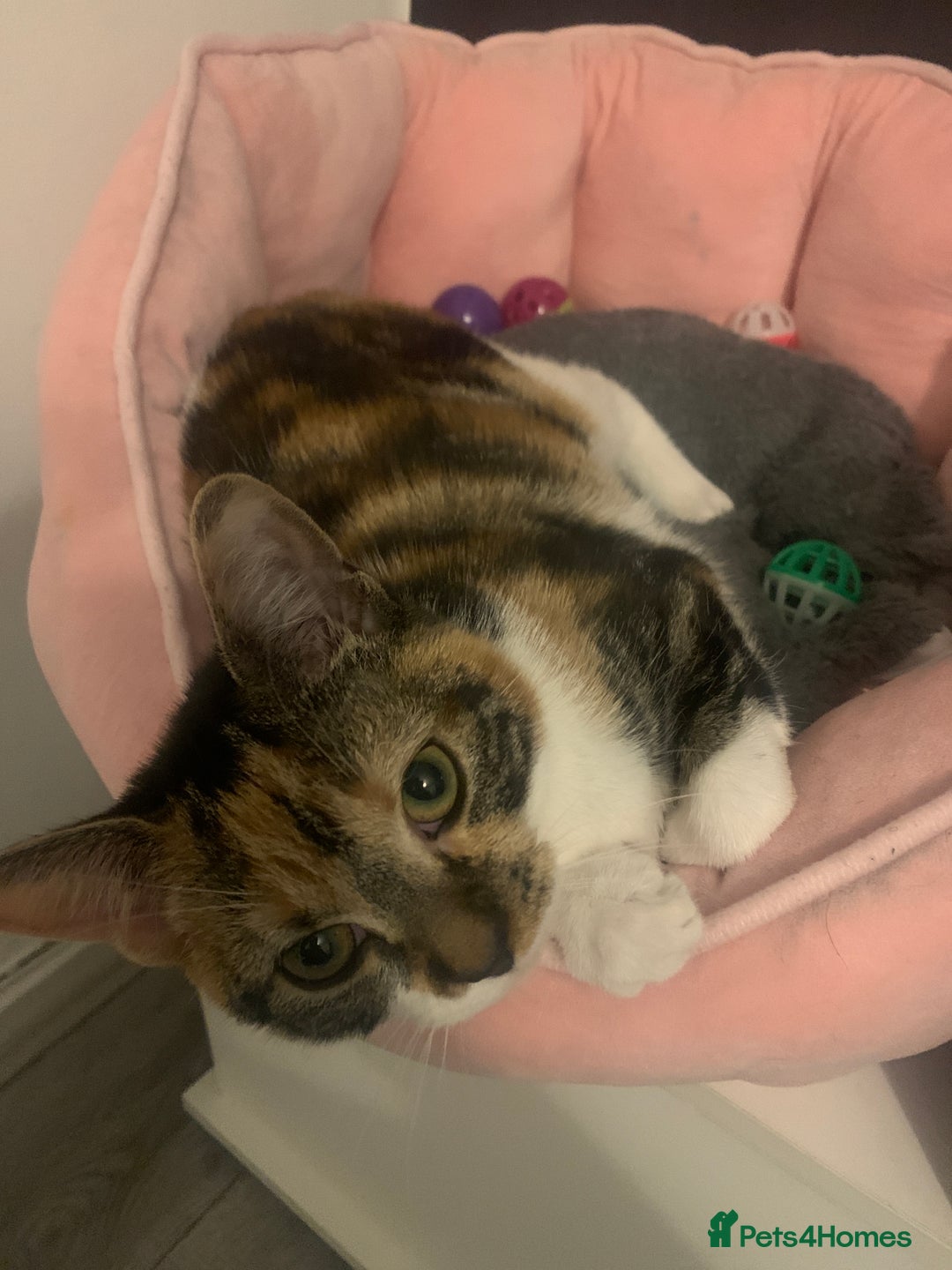 Domestic Shorthair cats for sale: 6 Month Old Female Kitten - Image 2