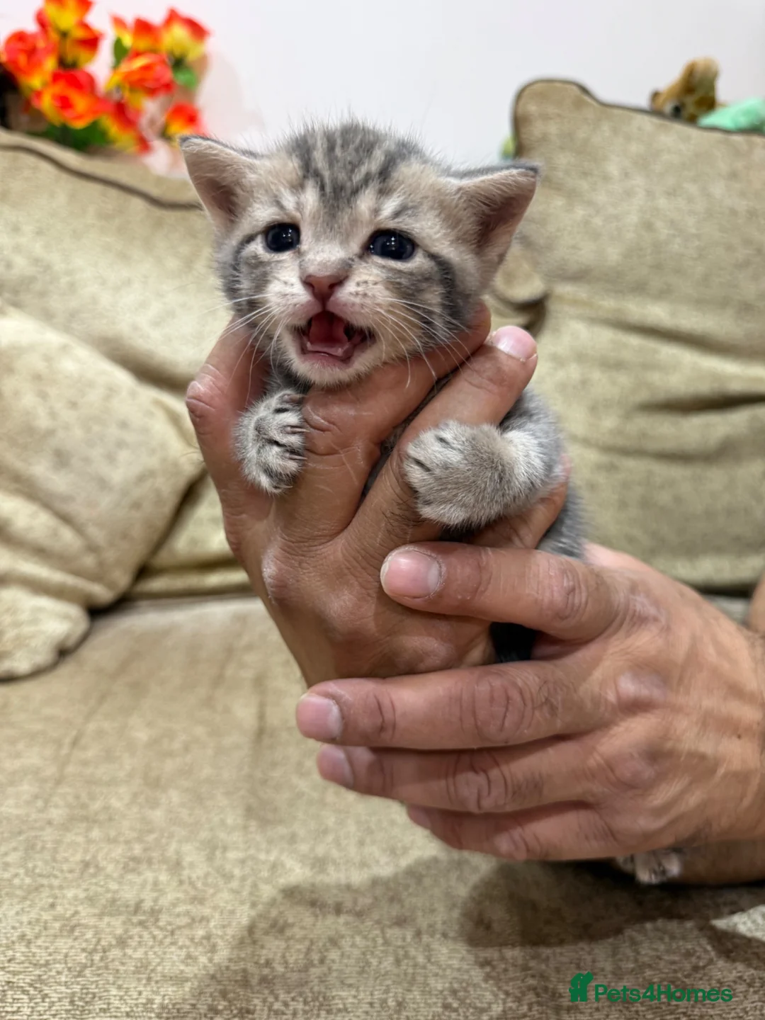 Scottish Fold cats for sale: 🐾 Scottish Fold Kittens | Reserve Now 🐾 in London - Advert 9