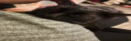 Domestic Shorthair cats for sale: Two black cats - Advert 1