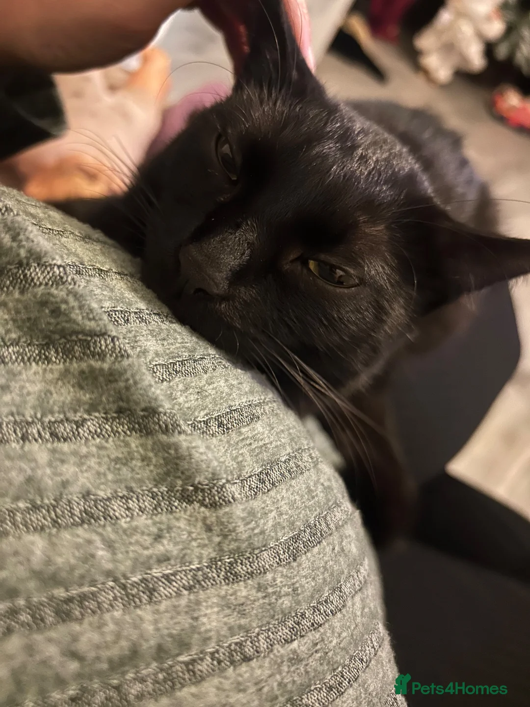 Domestic Shorthair cats for sale: Two black cats - Advert 1
