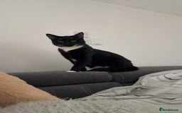 Domestic Shorthair cats for sale: Bonded  male cats  - Image 4