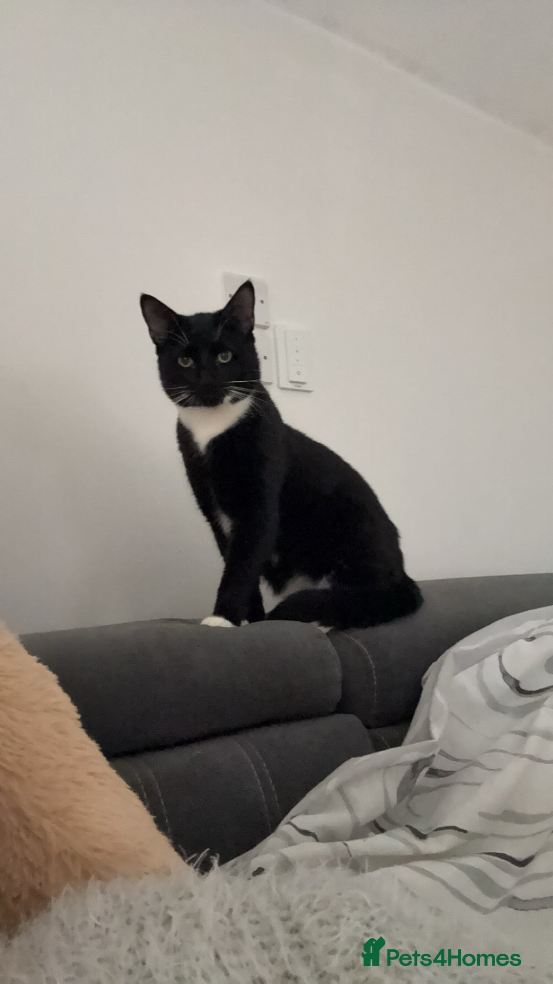 Domestic Shorthair cats for sale: Bonded  male cats  - Image 4