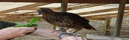 Mixed Breed birds for sale: Temminck's Tragopans Males and Females pheasant - Advert 10