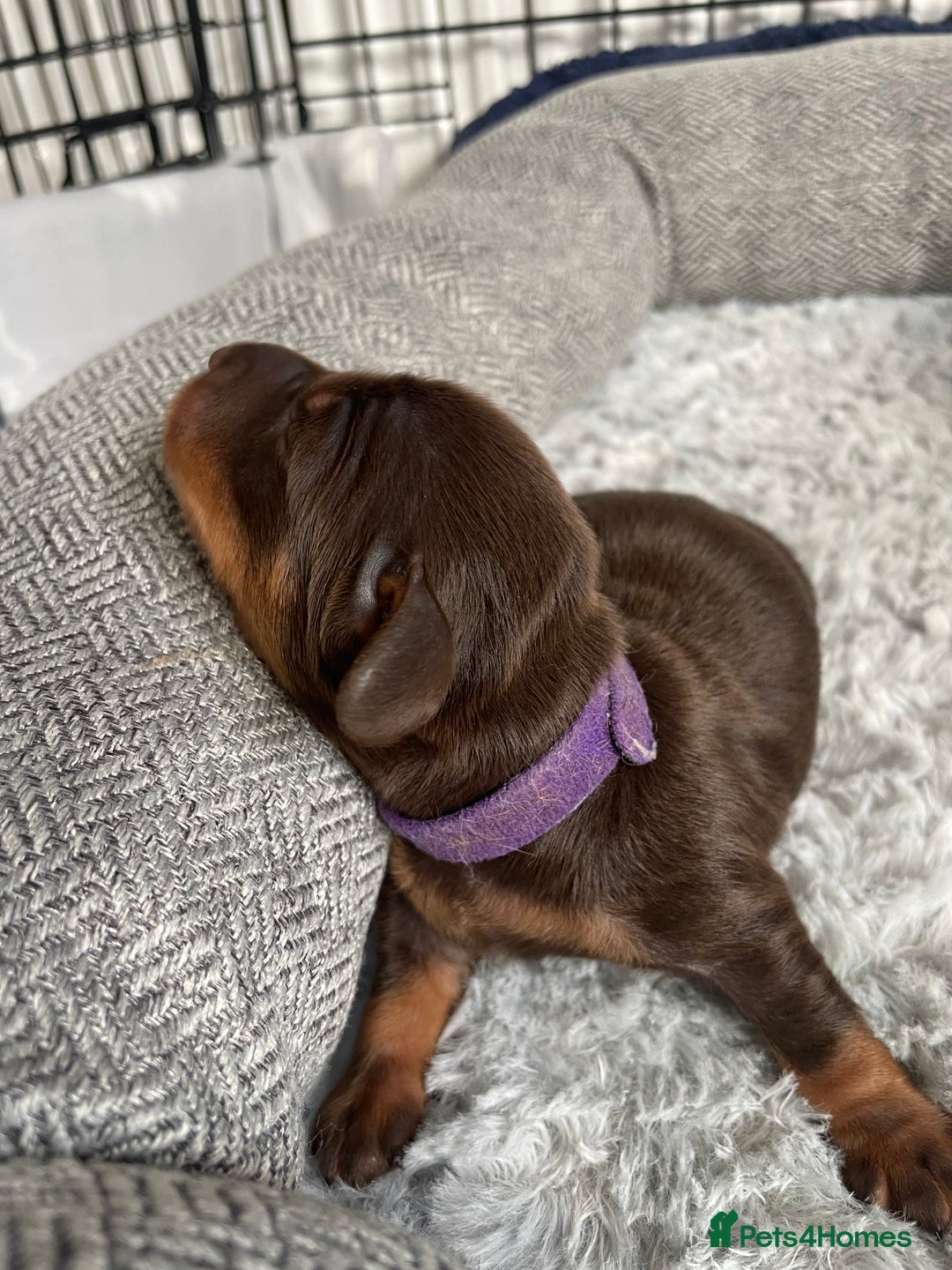 Miniature Dachshund dogs for sale: True miniature Daschund puppies - Advert 9