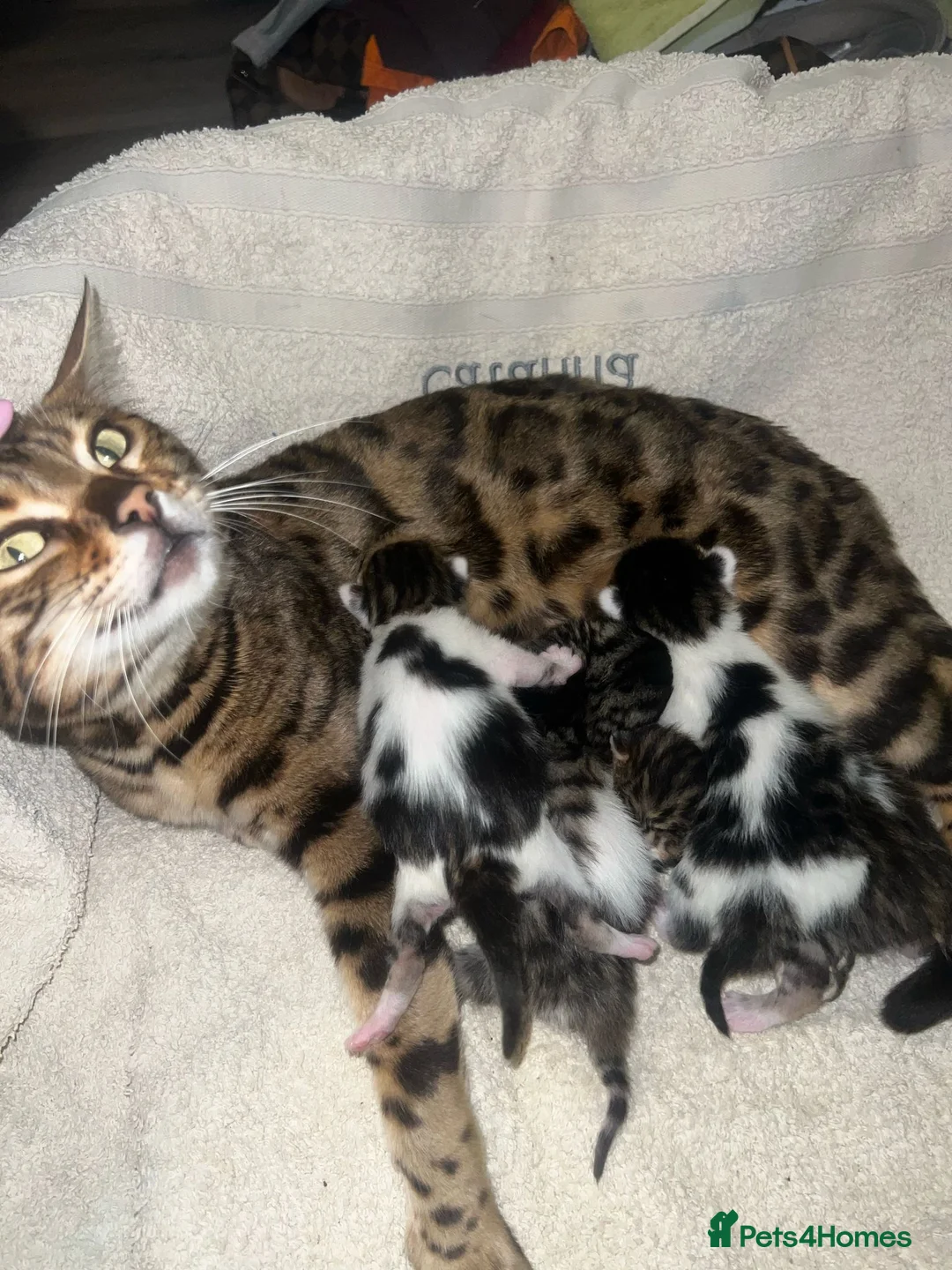 Bengal cats for sale: Bengal cross tabby Ready now in Croydon - Advert 4