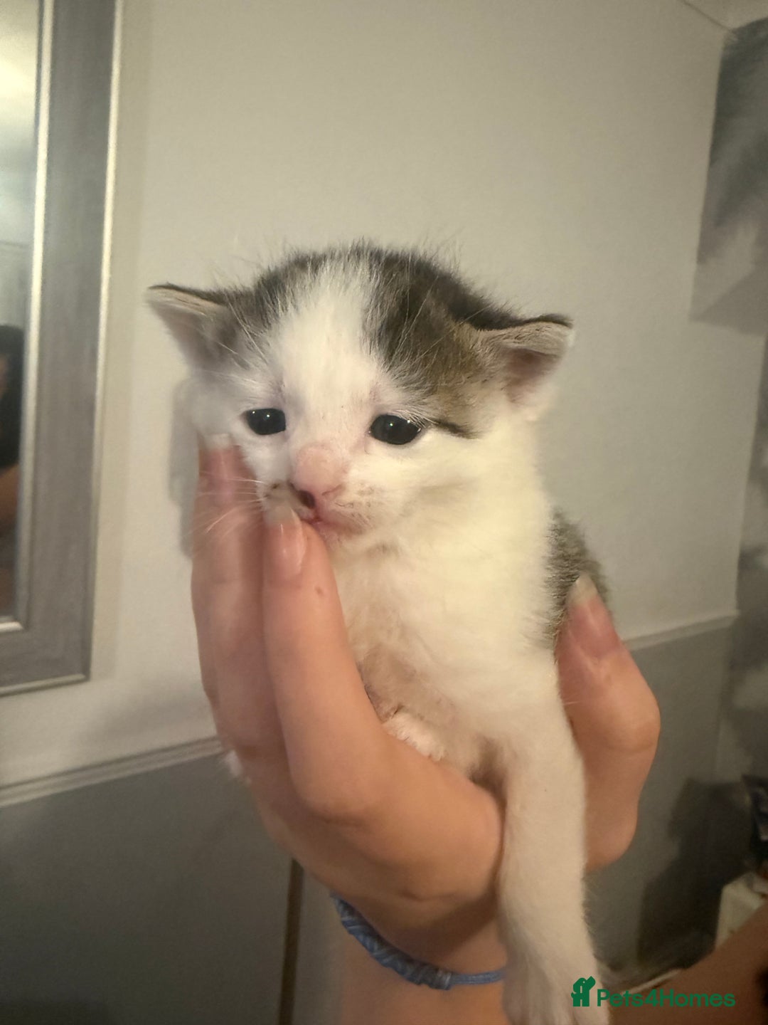 Mixed Breed cats for sale: 5 female kittens for sale  - Image 2