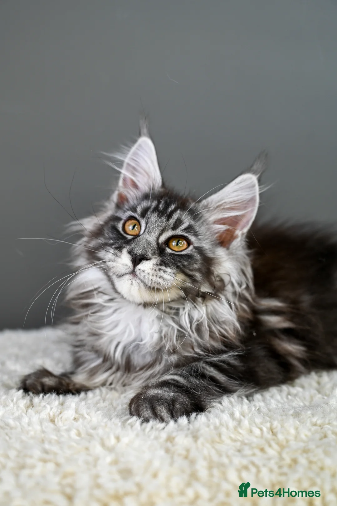 Maine Coon cats for sale: 🧬 STUNNING KITTENS - TICA REGISTERED 🎖️ - Advert 38