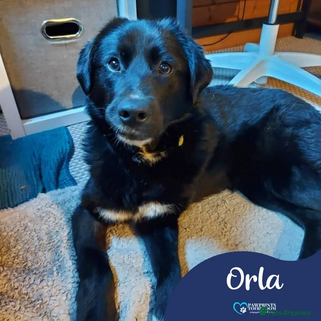 Mixed Breed dogs for adoption: Meer Orla, currently residing in Cheshire  in Tarporley - Advert 1