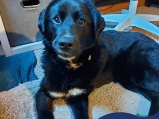 Mixed Breed dogs Meer Orla, currently residing in Cheshire - Advert 1