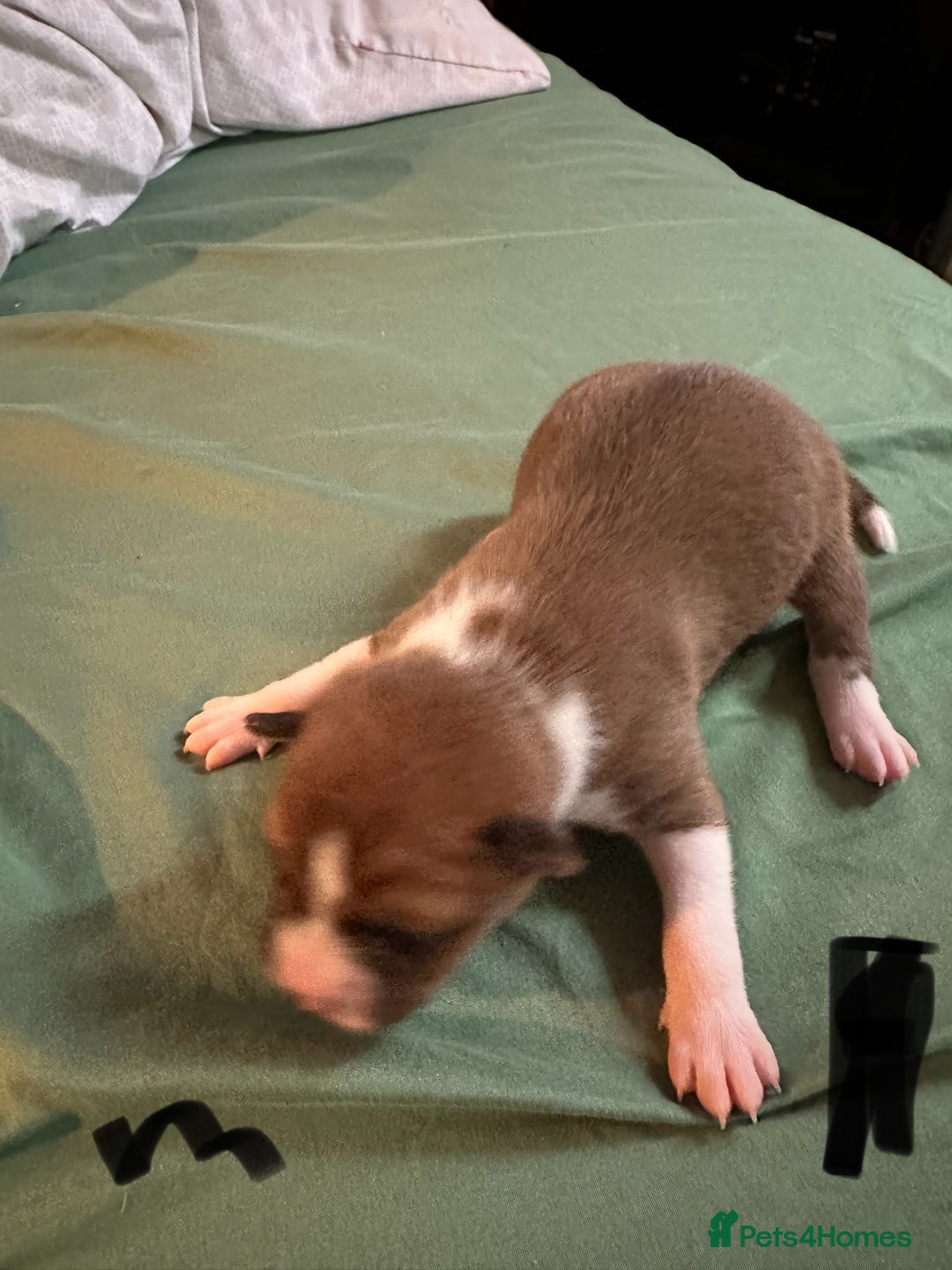 Basenji dogs for sale:  basenji puppies from pure breed mother father kc - Advert 4