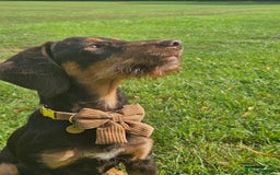 Mixed Breed dogs for sale: Barney 7 month old jackpoo x cockerpoo - Image 3