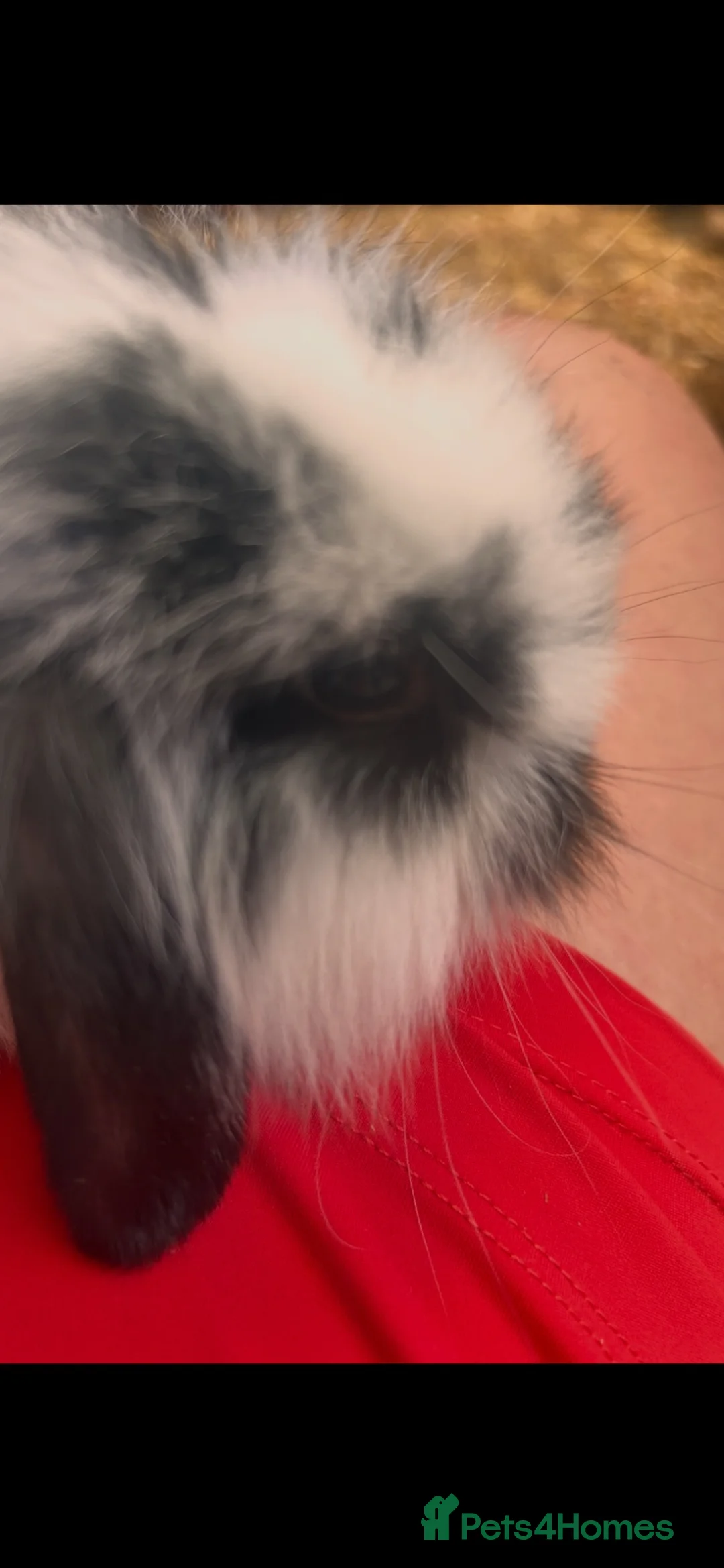 Mini Lop rabbits for sale: 2 pure bred mini lops - Advert 2