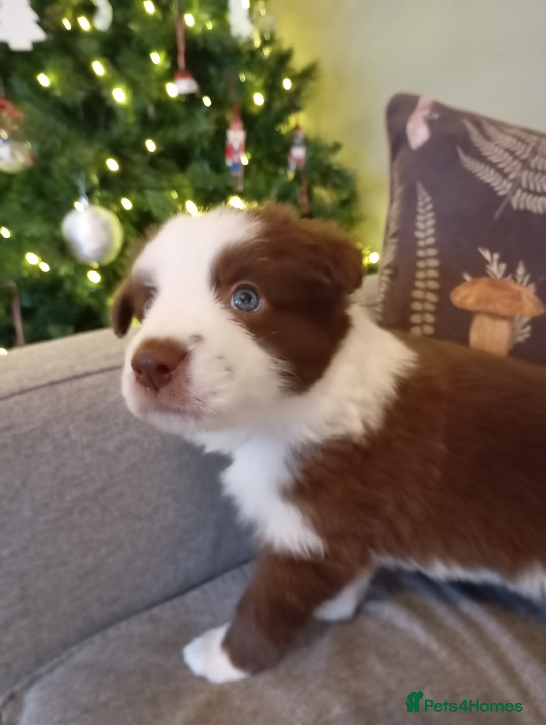 Border Collie dogs for sale: Stunning border collie babies - Advert 13
